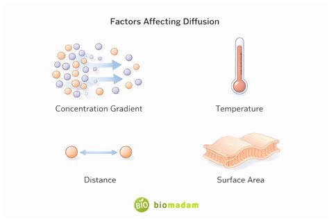 Different Types of Diffusion – Definition, Factors & Examples