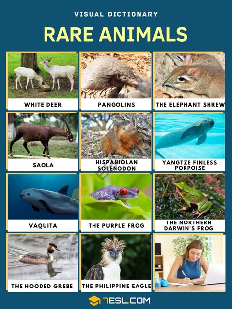 List of Rare Animals in the World with Pictures • 7ESL
