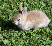 Image result for Rabbit Canvas Art