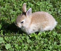 Image result for Amazing Rabbit