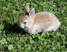 Image result for Baby Pygmy Rabbit