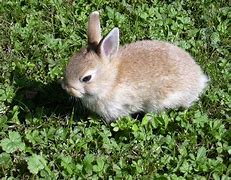 Image result for Colorful Rabbit