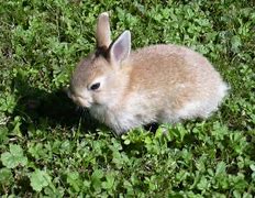 Image result for Easter Bunny Rabbit
