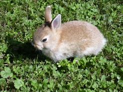 Image result for Sleeping Rabbit