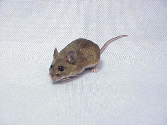 Image result for Aztec Mouse Software