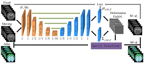 Regional Localization of Mouse Brain Slices Based on Unified Modal ...