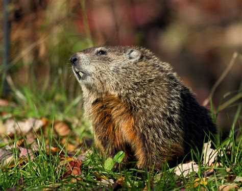 Woodchuck Vs Groundhog