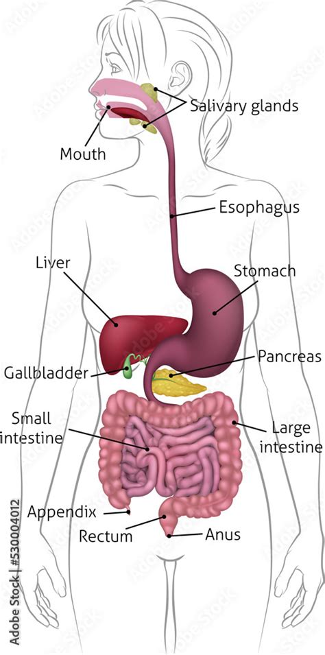 Digestive System Woman 的图像结果