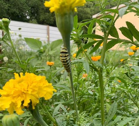 What's Eating Marigold Leaves at Willie Liggins blog