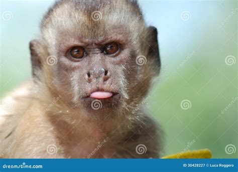 Monkey Smiling Meme