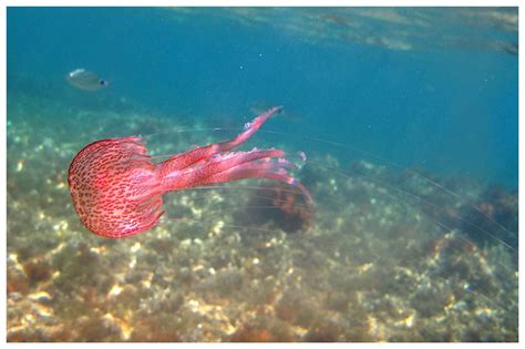 Taxonomía invertebrados no artrópodos: Phylum Cnidaria Clase Scyphozoa