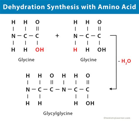 Image result for Dehydration Reaction Example