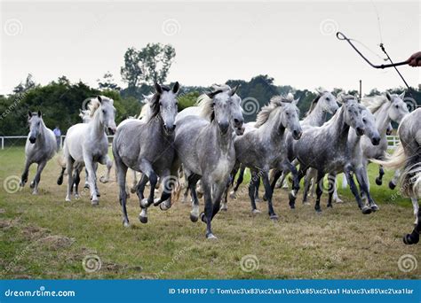 Herd of horses stock image. Image of black, west, equine - 14910187