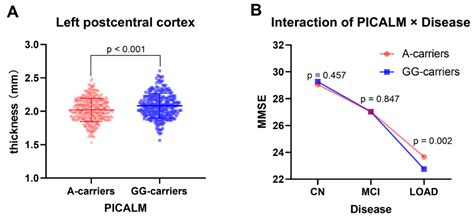 PICALM rs3851179 Variants Modulate Left Postcentral Cortex Thickness ...