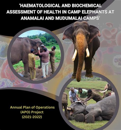 Haematology and Biochecmical Assessment