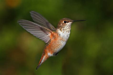 Hummingbirds In North Carolina: 11 Species You'll Spot In This State
