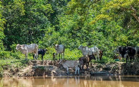 Desarrollo amazónico es la nueva forma de activar economía