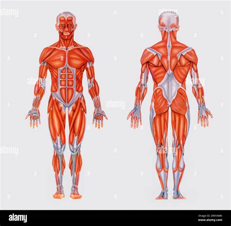 Image result for Full Body Muscle Model