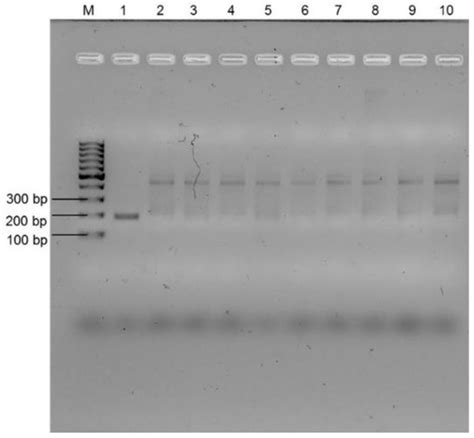 Microorganisms | Special Issue : Feature Collection in Environmental ...