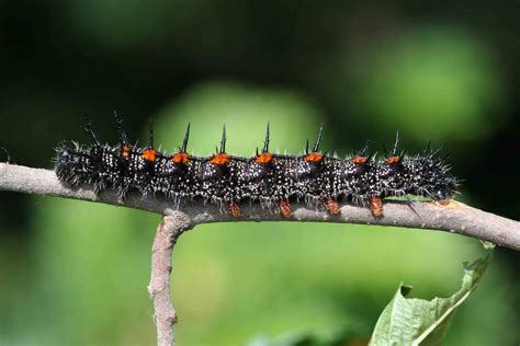 Do Green Caterpillars Bite at Bridget Pardo blog