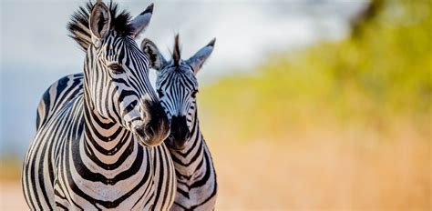 Oakland Zoo | Grant's Zebra