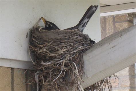 Trichy Bird Pest Control | Removal Services