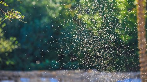 Midge Repellent 的图像结果