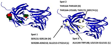 Identification of Protein–Excipient Interaction Hotspots Using ...