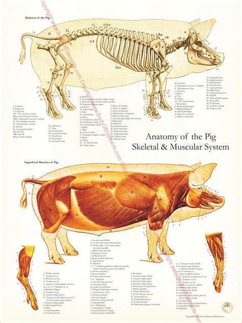 Pig Skeleton Diagram Pig Skeleton Anatomy With Labeled Diagram