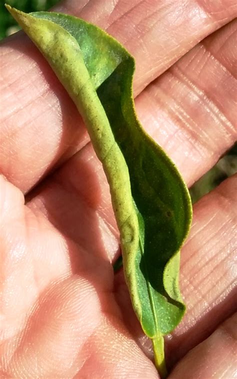 Are You Inviting Pests and Virus in your farm? - MyKnowledgeBase.in