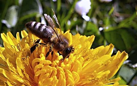 有哪些赞美蜜蜂的诗句？ - 蜜蜂知识 - 酷蜜蜂