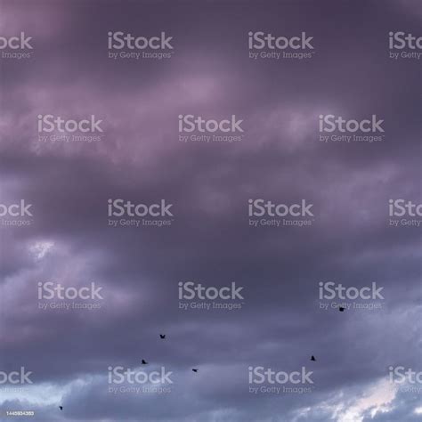 Dramatic Shot Of A Dark Purplish Gray Cloudy Sky And Birds Flying Stock ...
