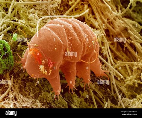 Tardigrade. Coloured scanning electron micrograph (SEM) of a marine ...