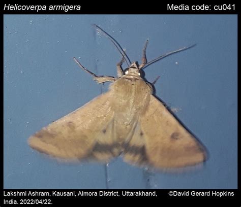 Helicoverpa armigera (Hübner, [1808]) - Cotton Bollworm | Moths