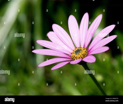 Osteospermum African Purple Daisy, A spreading evergreen perennial ...