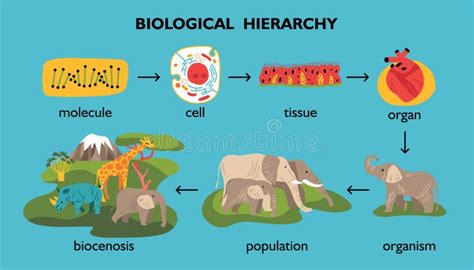 Image result for Biological Classification System