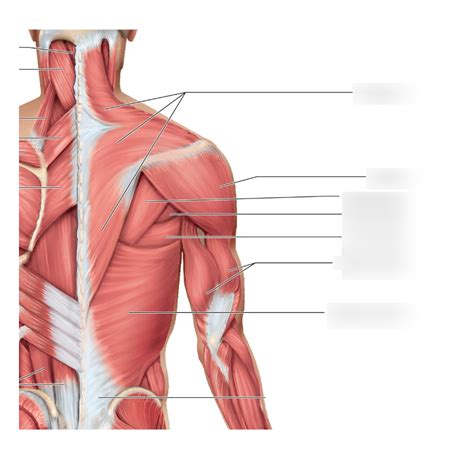 Image result for Back Muscle Chart