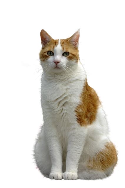 Image result for Cat Delete O2 Sensor