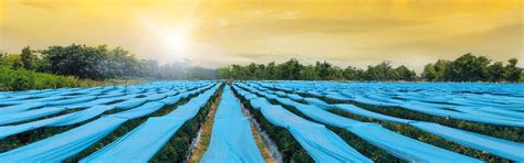 Agriplast Crop Shield Cover - Non-Woven Protection from Pests & Frost
