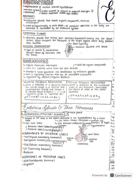 Image result for Endocrine System Grade 12 Lesson