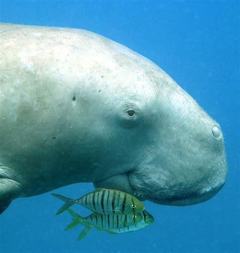 Oil hunters target the last refuge of east Africa’s vanishing dugongs