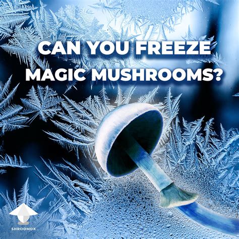How to freeze fresh magic mushrooms