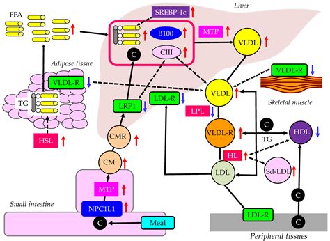 Postprandial Hyperlipidemia: Its Pathophysiology, Diagnosis ...