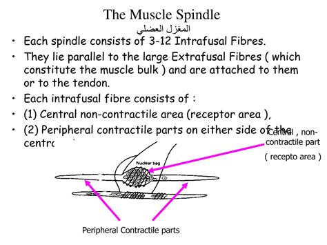 Muscle Spindle Stretch Reflex 的图像结果