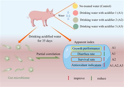 Drinking Water Supplemented with Acidifiers Improves the Growth ...