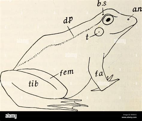 Frog brow hi-res stock photography and images - Alamy