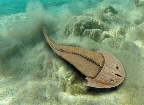 Image result for Fish Stink Meme