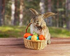 Image result for Easter Feild Bunnies