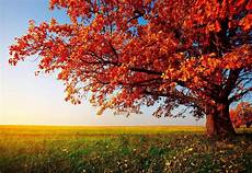 Desktop Background Autumn Wallpapers by Autumn Wallpapers Hd For Desktop Backgrounds Pixelstalk Net Desktop Background Autumn Wallpapers