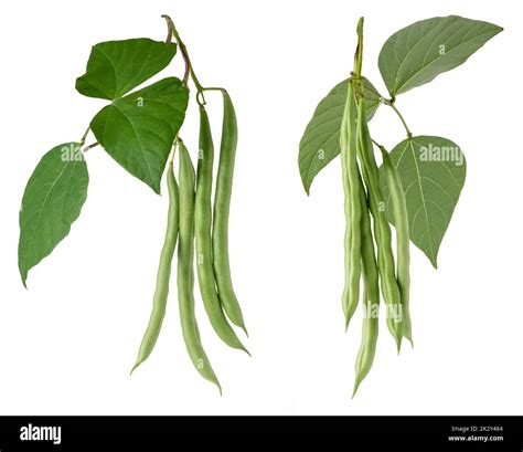 Image result for String Beans Plant